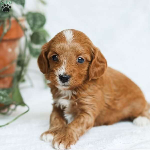 Mia F1b, Cavapoo Puppy